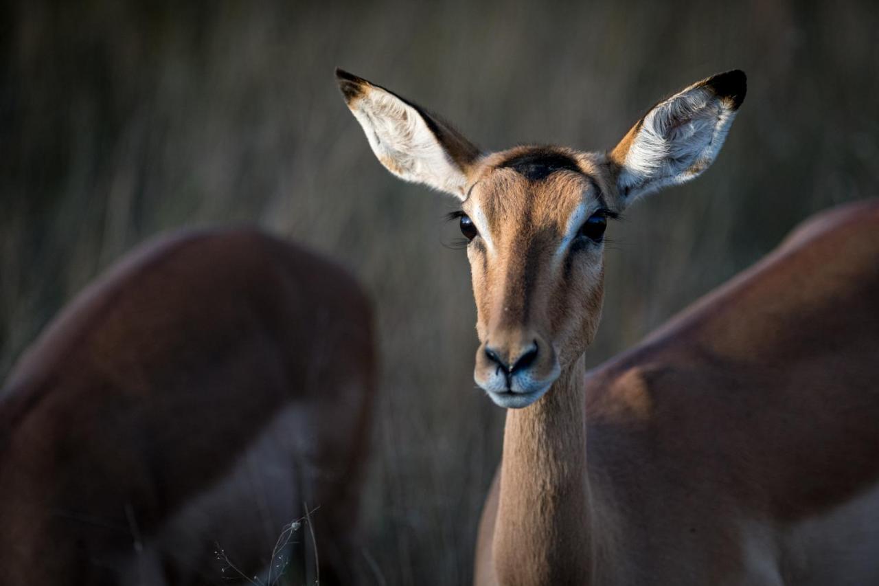 Nkuhlu Tented Camp Скукуза Экстерьер фото