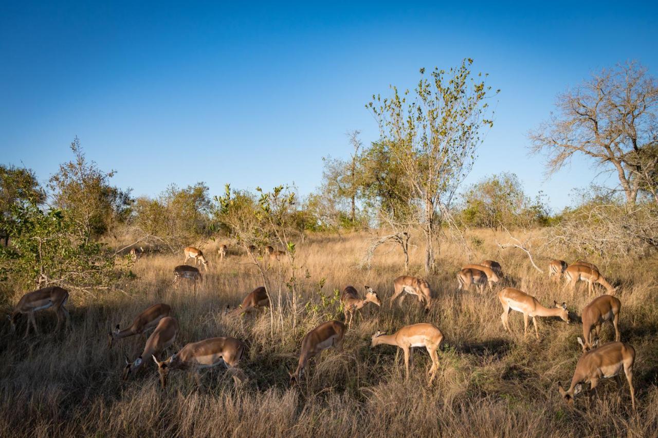 Nkuhlu Tented Camp Скукуза Экстерьер фото